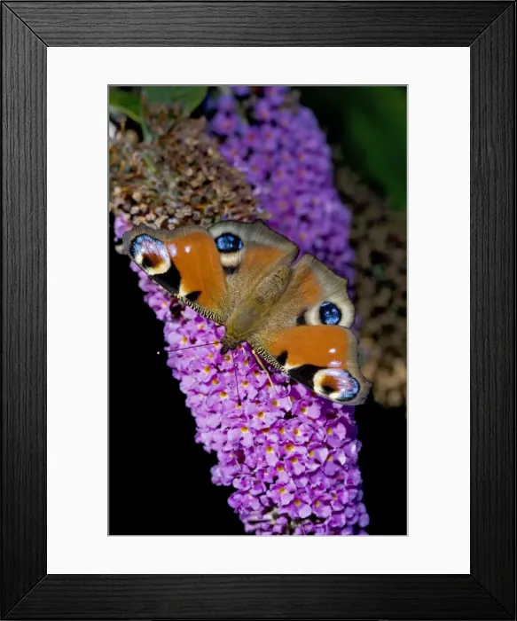 Framed Print : Peacock Butterfly - on Buddleia Bush (Buddleia davidii) - England - UK - Found in gardens amd many other habitats March through October and hibernates as an adult - Larval food plant is stinging nettles Framed Print : Peacock Butterfly - on Buddleia Bush (Buddleia davidii) - England - UK - Found in gardens amd many other habitats March through October and hibernates as an adult - Larval food plant is stinging nettles