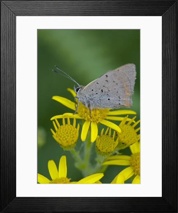 Framed Print : Small / Common Copper Butterfly - on Common Ragwort (Senecio jacobaea) - England - UK - Wings closed-side view - in August Framed Print : Small / Common Copper Butterfly - on Common Ragwort (Senecio jacobaea) - England - UK - Wings closed-side view - in August