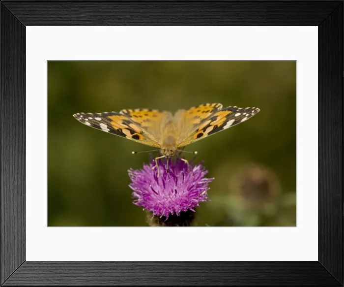 Framed Print : Painted Lady Butterfly - England - UK - On thistle blossum where commonly found - Migrates to Britain from southern Europe and N Africa on prevailing winds - Cannot survive the winter weather in Britain Framed Print : Painted Lady Butterfly - England - UK - On thistle blossum where commonly found - Migrates to Britain from southern Europe and N Africa on prevailing winds - Cannot survive the winter weather in Britain