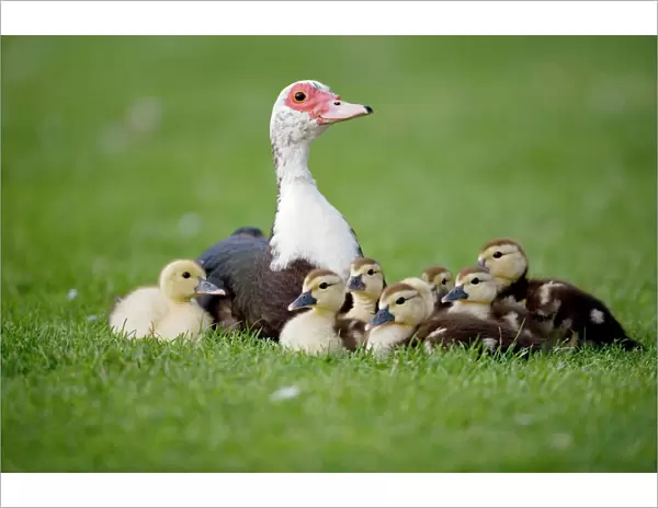 Muscovy Duck with Young - England - UK - Originated in South America