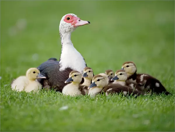 Muscovy Duck with Young - England - UK - Originated in South America