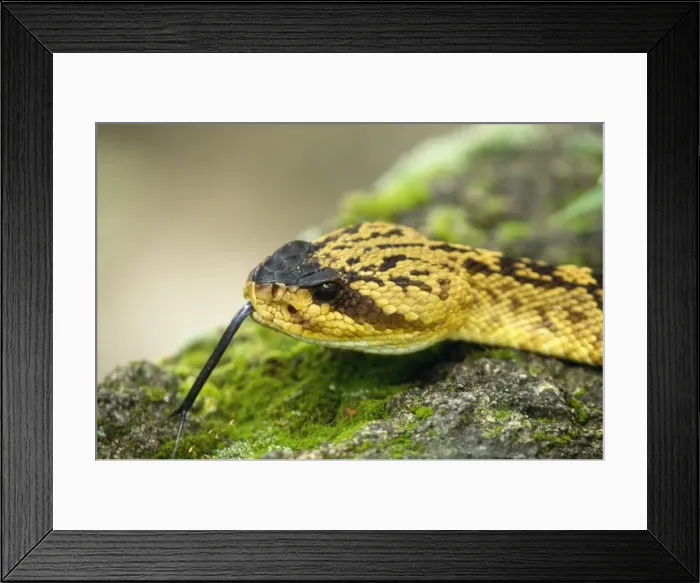 Framed Print : Black-tailed Rattlesnake Arizona, USA Framed Print : Black-tailed Rattlesnake Arizona, USA
