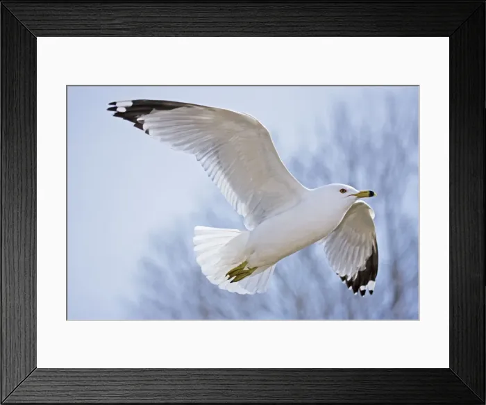 Framed Print : Ring-billed Gull - Adult soaring - Most commonly seen gull - especially inland New York - USA Framed Print : Ring-billed Gull - Adult soaring - Most commonly seen gull - especially inland New York - USA