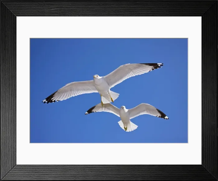 Framed Print : Ring-billed Gull - Adult soaring - Most commonly seen gull - especially inland New York - USA Framed Print : Ring-billed Gull - Adult soaring - Most commonly seen gull - especially inland New York - USA