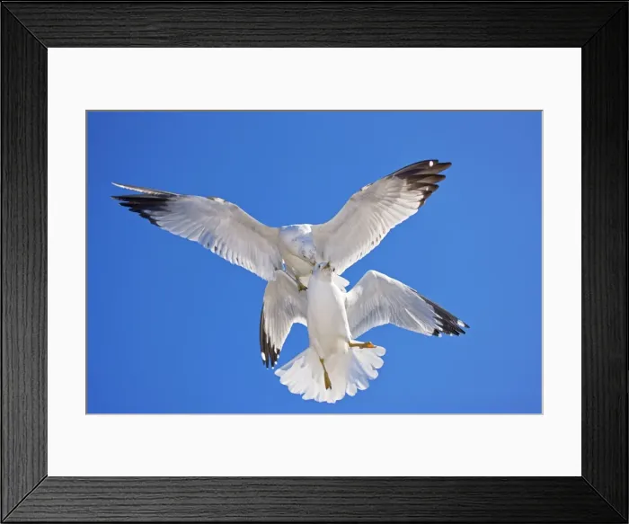 Framed Print : Ring-billed Gull - Adult Fighting in air - Most commonly seen gull - especially inland New York - USA Framed Print : Ring-billed Gull - Adult Fighting in air - Most commonly seen gull - especially inland New York - USA