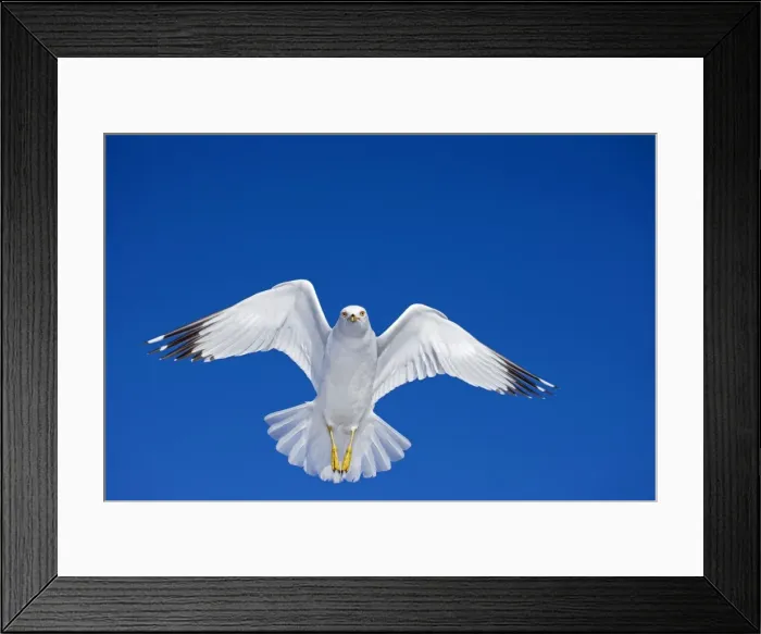 Framed Print : Ring-billed Gull - Adult soaring - Most commonly seen gull - especially inland New York - USA Framed Print : Ring-billed Gull - Adult soaring - Most commonly seen gull - especially inland New York - USA