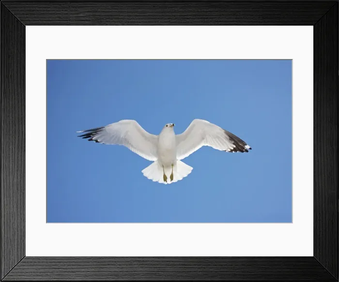 Framed Print : Ring-billed Gull - adult soaring - Most commonly seen gull - especially inland New York - USA Framed Print : Ring-billed Gull - adult soaring - Most commonly seen gull - especially inland New York - USA