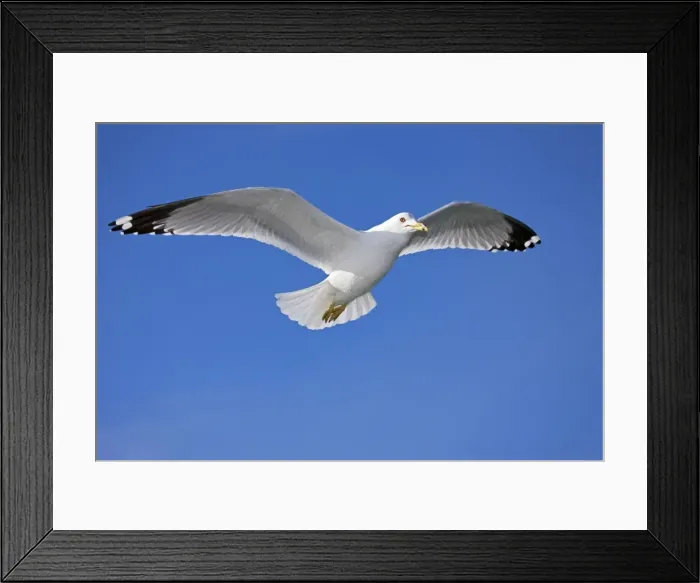 Framed Print : Ring-billed Gull - Adult soaring - Most commonly seen gull - especially inland New York - USA Framed Print : Ring-billed Gull - Adult soaring - Most commonly seen gull - especially inland New York - USA