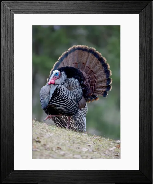 Framed Print : Wild Turkey - male - In Springtime display - Widespread in the U. S. and Mexico - reintroduced in much of former range - largest gamebird in North America - birds of the open forest - forage mostly on the ground for seeds - nuts - acorns - insects Framed Print : Wild Turkey - male - In Springtime display - Widespread in the U. S. and Mexico - reintroduced in much of former range - largest gamebird in North America - birds of the open forest - forage mostly on the ground for seeds - nuts - acorns - insects