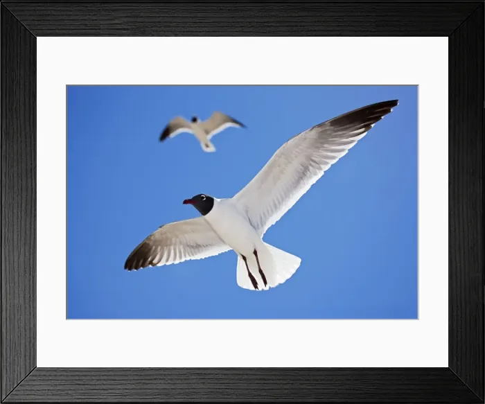 Framed Print : Laughing Gull - Adult in Breeding Plumage - On Gulf of Mexico coast - Mississippi - USA