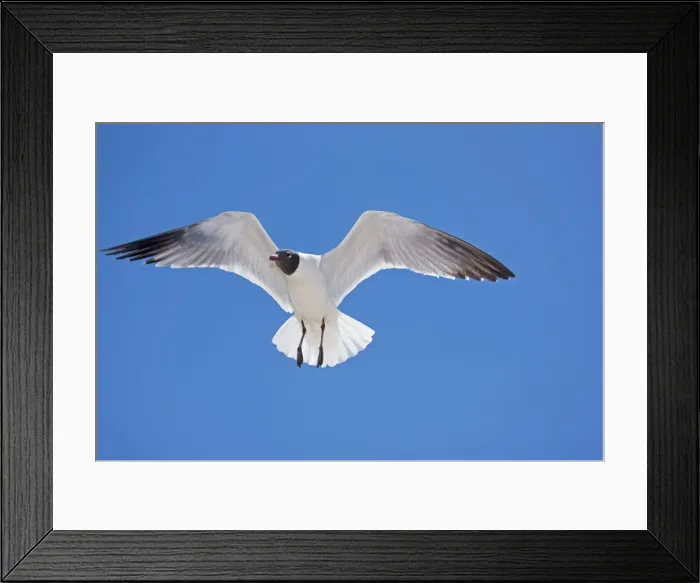 Framed Print : Laughing Gull - Adult in Breeding Plumage - On Gulf of Mexico coast - Mississippi - USA