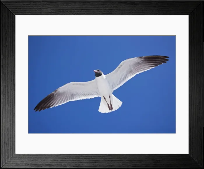 Framed Print : Laughing Gull - Adult in Breeding Plumage - On Gulf of Mexico coast - Mississippi - USA Framed Print : Laughing Gull - Adult in Breeding Plumage - On Gulf of Mexico coast - Mississippi - USA