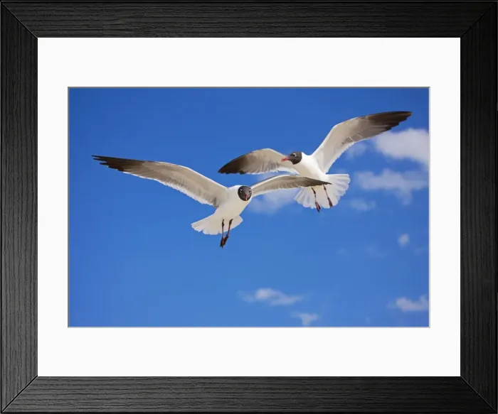 Framed Print : Laughing Gull - Adult in Breeding Plumage - On Gulf of Mexico coast - Mississippi - USA Framed Print : Laughing Gull - Adult in Breeding Plumage - On Gulf of Mexico coast - Mississippi - USA