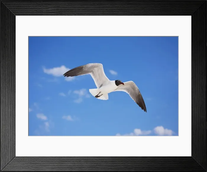 Framed Print : Laughing Gull - Adult in Breeding Plumage - On Gulf of Mexico coast - Mississippi - USA Framed Print : Laughing Gull - Adult in Breeding Plumage - On Gulf of Mexico coast - Mississippi - USA