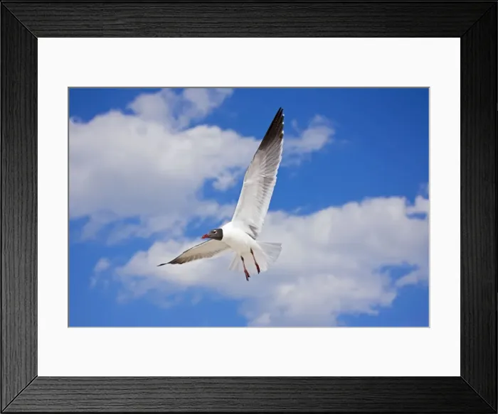 Framed Print : Laughing Gull - Adult in Breeding Plumage - On Gulf of Mexico coast - Mississippi - USA Framed Print : Laughing Gull - Adult in Breeding Plumage - On Gulf of Mexico coast - Mississippi - USA