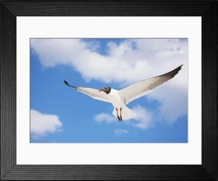 Framed Print : Laughing Gull - Adult in Breeding Plumage - On Gulf of Mexico coast - Mississippi - USA Framed Print : Laughing Gull - Adult in Breeding Plumage - On Gulf of Mexico coast - Mississippi - USA