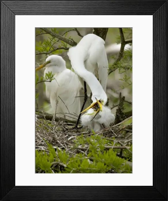 Framed Print : Great Egret - Adult feeding young on nest - Distinguished from most other white herons by large size ( L39 W51') - Common in marshes-mangroves swamps-mud flats - Partial to open habitats for feeding - stalks prey slowly Framed Print : Great Egret - Adult feeding young on nest - Distinguished from most other white herons by large size ( L39 W51') - Common in marshes-mangroves swamps-mud flats - Partial to open habitats for feeding - stalks prey slowly