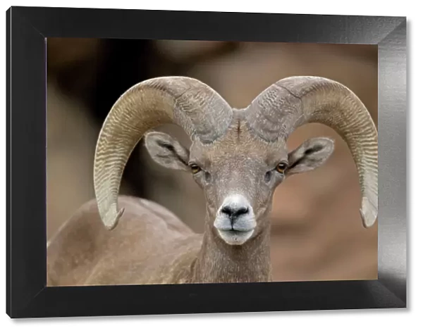 Bighorn Sheep - Ram portrait - Arizona - USA