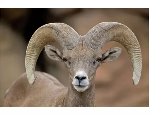 Bighorn Sheep - Ram portrait - Arizona - USA