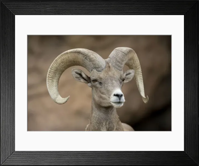 Framed Print : Bighorn Sheep - Ram portrait - Arizona - USA Framed Print : Bighorn Sheep - Ram portrait - Arizona - USA