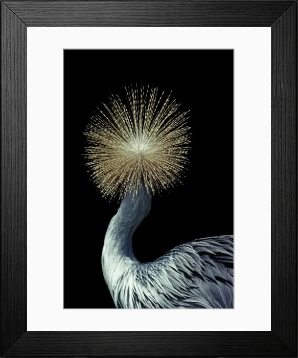 Framed Print : Crowned Crane - Rear of head - Native to Africa