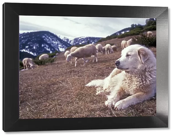 Pyrenean Mountain Dog - Protecting sheep - Pyrenees France