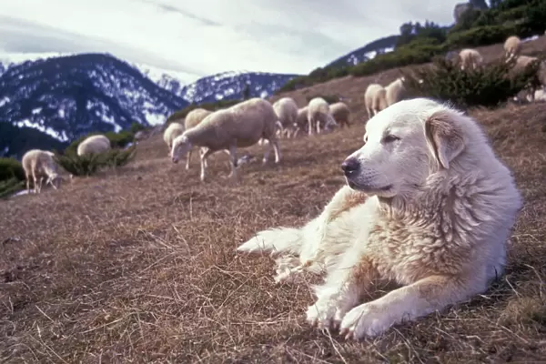Pyrenean Mountain Dog - Protecting sheep - Pyrenees France