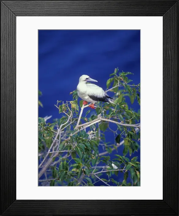 Framed Print : Red-footed Booby - Perched on branch - Antigua - West Indies Framed Print : Red-footed Booby - Perched on branch - Antigua - West Indies