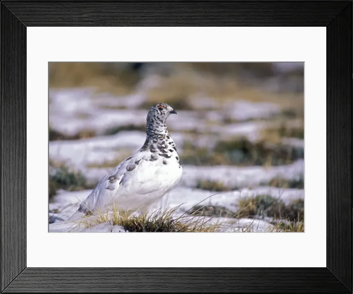 Framed Print : White-tailed Ptarmigan - On tundra - Colorado - USA Framed Print : White-tailed Ptarmigan - On tundra - Colorado - USA