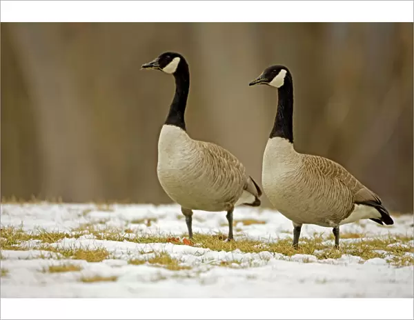 Canada Goose - In snow - New York- USA