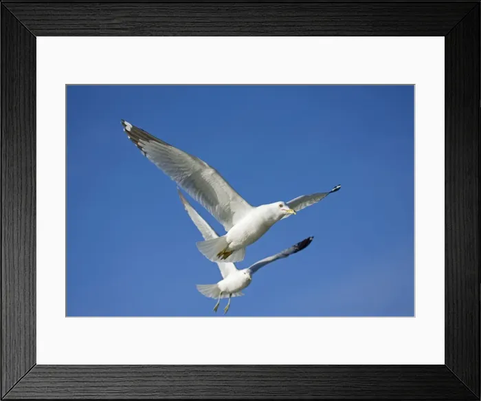 Framed Print : Ring-billed Gull - Adults in flight - New York - USA Framed Print : Ring-billed Gull - Adults in flight - New York - USA
