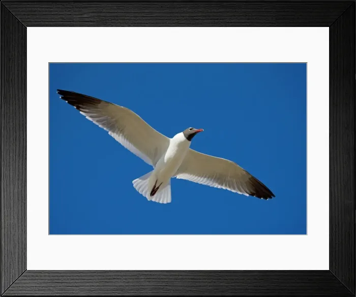 Framed Print : Laughing Gull - Adult in breeding plumage in flight - Gulf of Mexico coast - Mississippi - USA Framed Print : Laughing Gull - Adult in breeding plumage in flight - Gulf of Mexico coast - Mississippi - USA
