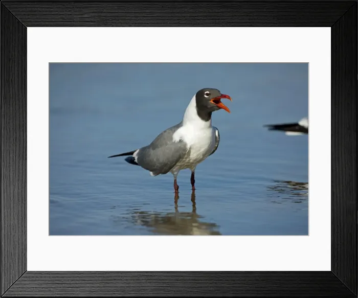 Framed Print : Laughing Gull - Adult in Breeding Plumage - Vocalizing - Standing near shore of Gulf of Mexico coast - Mississippi - USA Framed Print : Laughing Gull - Adult in Breeding Plumage - Vocalizing - Standing near shore of Gulf of Mexico coast - Mississippi - USA