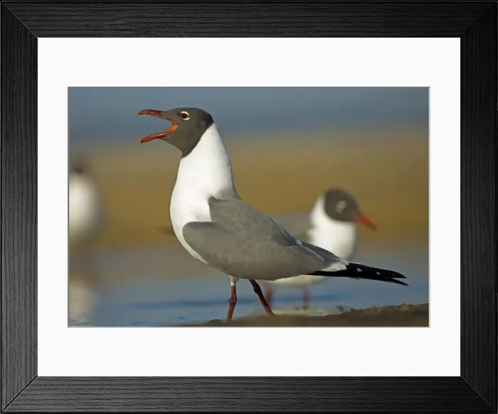 Framed Print : Laughing Gull - Adult in Breeding Plumage - Vocalizing - Standing near shore of Gulf of Mexico coast - Mississippi - USA Framed Print : Laughing Gull - Adult in Breeding Plumage - Vocalizing - Standing near shore of Gulf of Mexico coast - Mississippi - USA