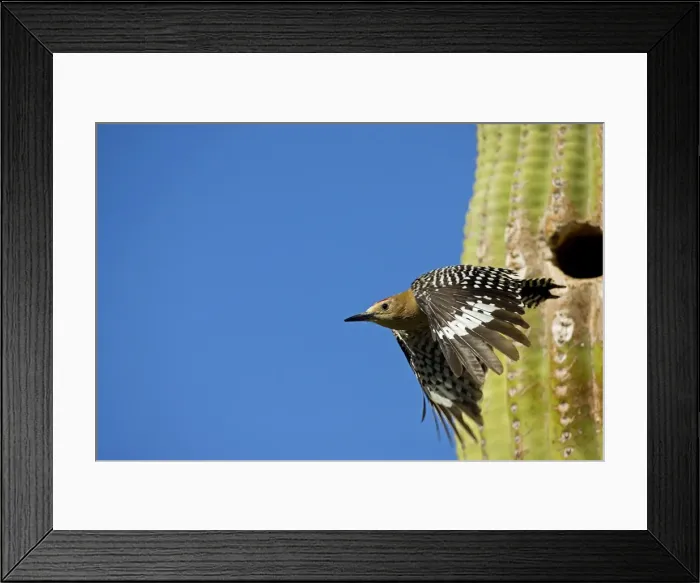 Framed Print : Gila Woodpecker - In flight emerging from nest in Saguaro cactus - Sonoran Desert - Arizona - USA Framed Print : Gila Woodpecker - In flight emerging from nest in Saguaro cactus - Sonoran Desert - Arizona - USA