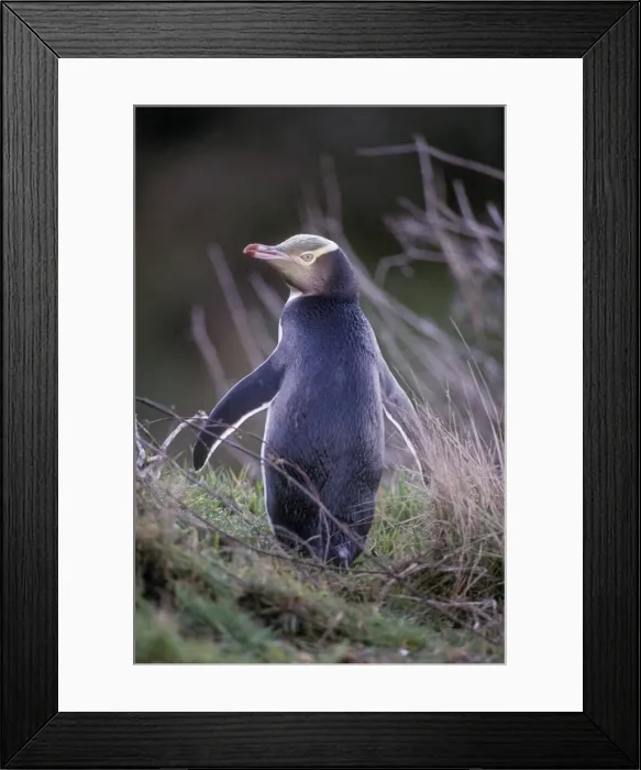 Framed Print : Yellow-eyed Penguin - New Zealand Framed Print : Yellow-eyed Penguin - New Zealand