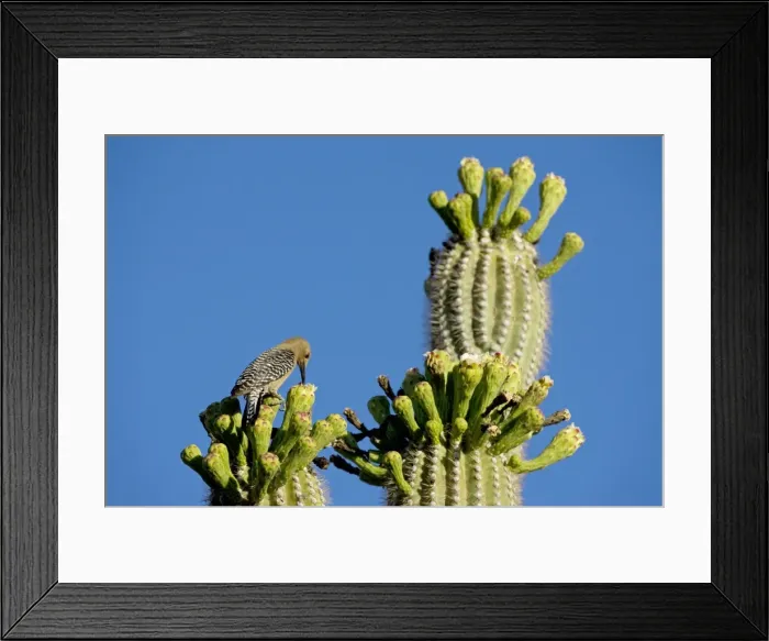Framed Print : Gila Woodpecker - Perched on cholla cactus foraging for food for young - Sonoran Desert - Arizona - USA Framed Print : Gila Woodpecker - Perched on cholla cactus foraging for food for young - Sonoran Desert - Arizona - USA