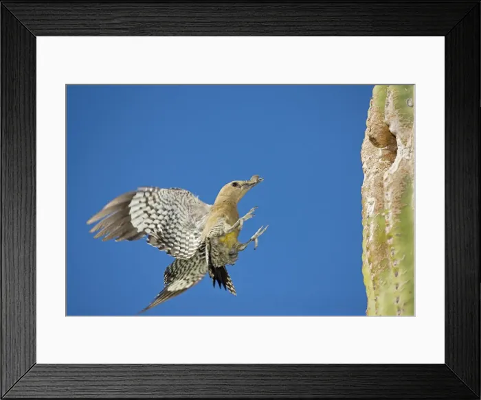 Framed Print : Gila Woodpecker - In flight Landing on nest in Saguaro cactus - Sonoran Desert - Arizona - USA Framed Print : Gila Woodpecker - In flight Landing on nest in Saguaro cactus - Sonoran Desert - Arizona - USA