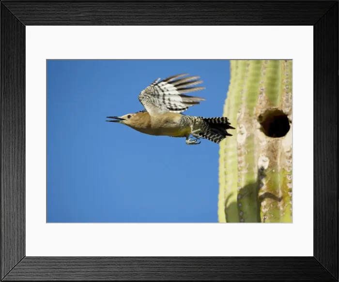 Framed Print : Gila Woodpecker - In flight emerging from nest with young in Saguaro cactus - Sonoran Desert - Arizona - USA Framed Print : Gila Woodpecker - In flight emerging from nest with young in Saguaro cactus - Sonoran Desert - Arizona - USA