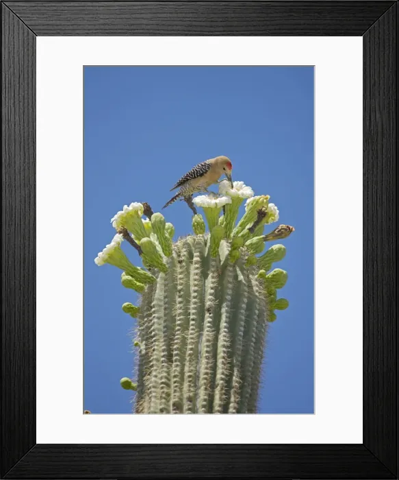 Framed Print : Gila Woodpecker - Feeding on nectar and insects in the Saguaro cactus blossom - Sonoran Desert - Arizona - USA Framed Print : Gila Woodpecker - Feeding on nectar and insects in the Saguaro cactus blossom - Sonoran Desert - Arizona - USA