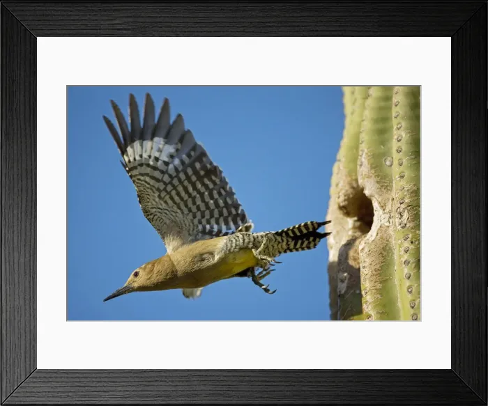 Framed Print : Gila Woodpecker - In flight emerging from nest in Saguaro cactus (Carnegiea gigantea) - Sonoran Desert - Arizona - USA Framed Print : Gila Woodpecker - In flight emerging from nest in Saguaro cactus (Carnegiea gigantea) - Sonoran Desert - Arizona - USA