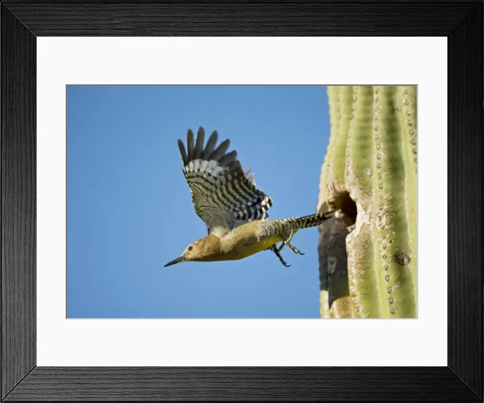 Framed Print : Gila Woodpecker - In flight emerging from nest in Saguaro cactus (Carnegiea gigantea) - Sonoran Desert - Arizona - USA Framed Print : Gila Woodpecker - In flight emerging from nest in Saguaro cactus (Carnegiea gigantea) - Sonoran Desert - Arizona - USA