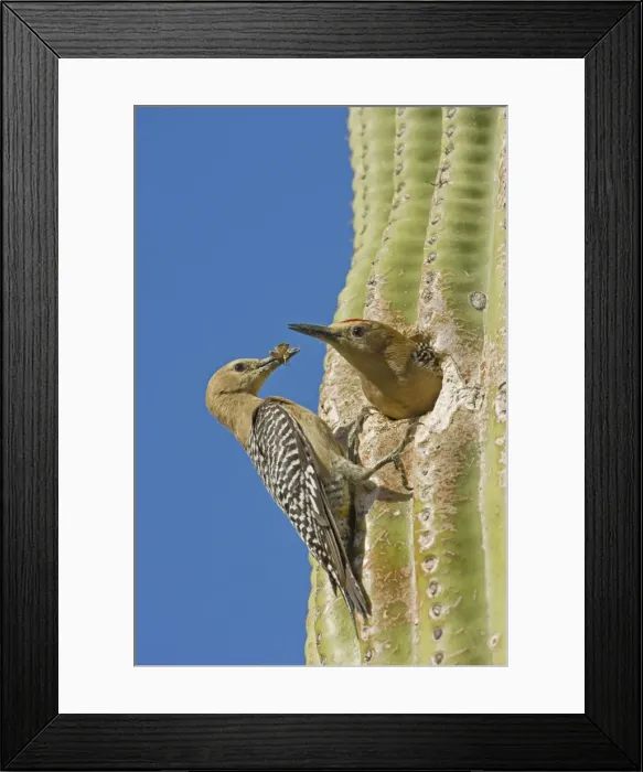 Framed Print : Gila Woodpecker - Male and female at nest in Saguaro cactus - Arizona - USA Framed Print : Gila Woodpecker - Male and female at nest in Saguaro cactus - Arizona - USA