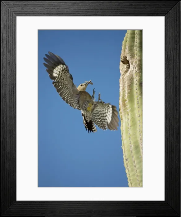 Framed Print : Gila Woodpecker - In flight landing on nest in Saguaro cactus with food for young - Sonoran Desert - Arizona - USA Framed Print : Gila Woodpecker - In flight landing on nest in Saguaro cactus with food for young - Sonoran Desert - Arizona - USA