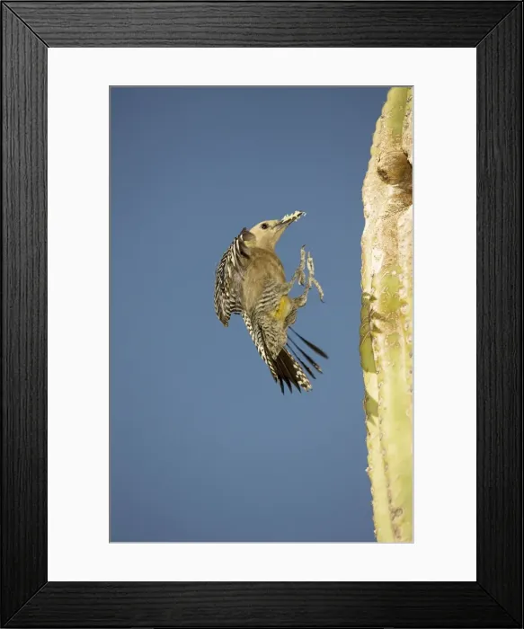 Framed Print : Gila Woodpecker - In flight landing on nest in Saguaro cactus with food for young - Sonoran Desert - Arizona - USA