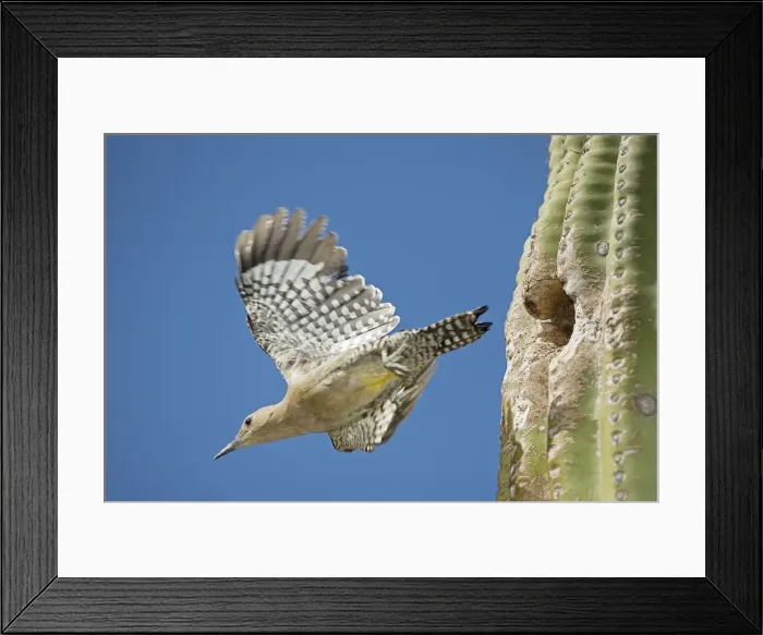 Framed Print : Gila Woodpecker - In flight emerging from nest in Saguaro cactus (Carnegiea gigantea) - Sonoran Desert - Arizona - USA Framed Print : Gila Woodpecker - In flight emerging from nest in Saguaro cactus (Carnegiea gigantea) - Sonoran Desert - Arizona - USA
