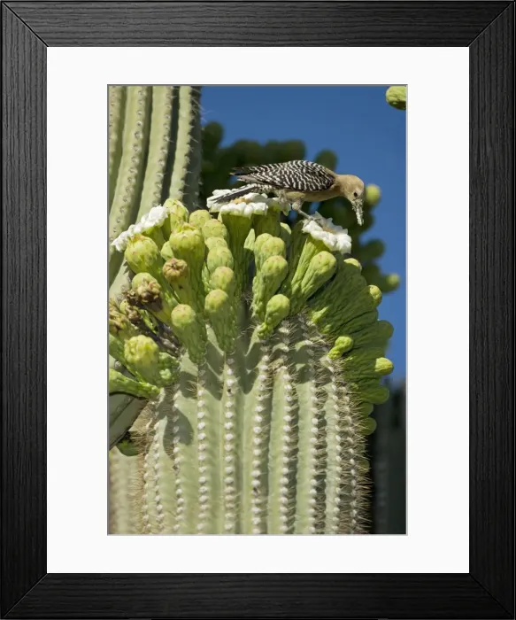 Framed Print : Gila Woodpecker - Feeding on nectar and insects in the Saguaro cactus blossom - Arizona - USA