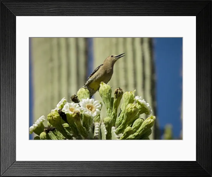 Framed Print : Gila Woodpecker - Calling and feeding on nectar and insects in the Saguaro cactus blossom - Arizona - USA Framed Print : Gila Woodpecker - Calling and feeding on nectar and insects in the Saguaro cactus blossom - Arizona - USA