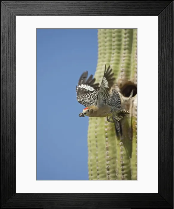 Framed Print : Gila Woodpecker - In flight emerging from nest with food in mouth - Saguaro cactus - Sonoran Desert - Arizona - USA Framed Print : Gila Woodpecker - In flight emerging from nest with food in mouth - Saguaro cactus - Sonoran Desert - Arizona - USA