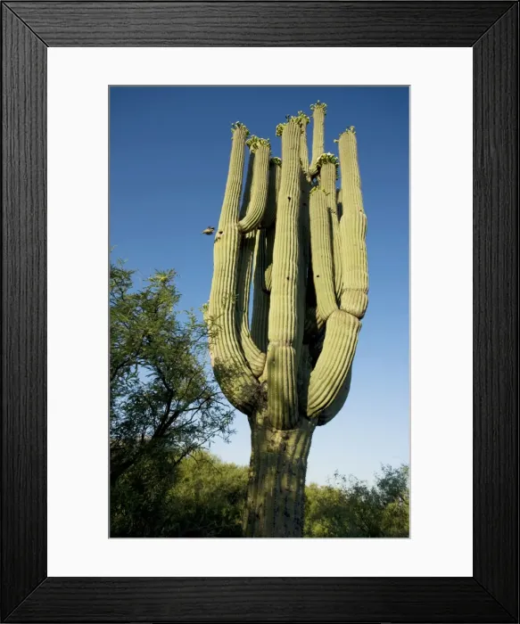 Framed Print : Gila Woodpecker - In flight emerging from nest in Saguaro cactus (Carnegiea gigantea) - Sonoran Desert - Arizona - USA Framed Print : Gila Woodpecker - In flight emerging from nest in Saguaro cactus (Carnegiea gigantea) - Sonoran Desert - Arizona - USA